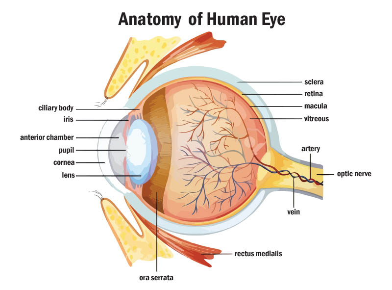 eye anatomy